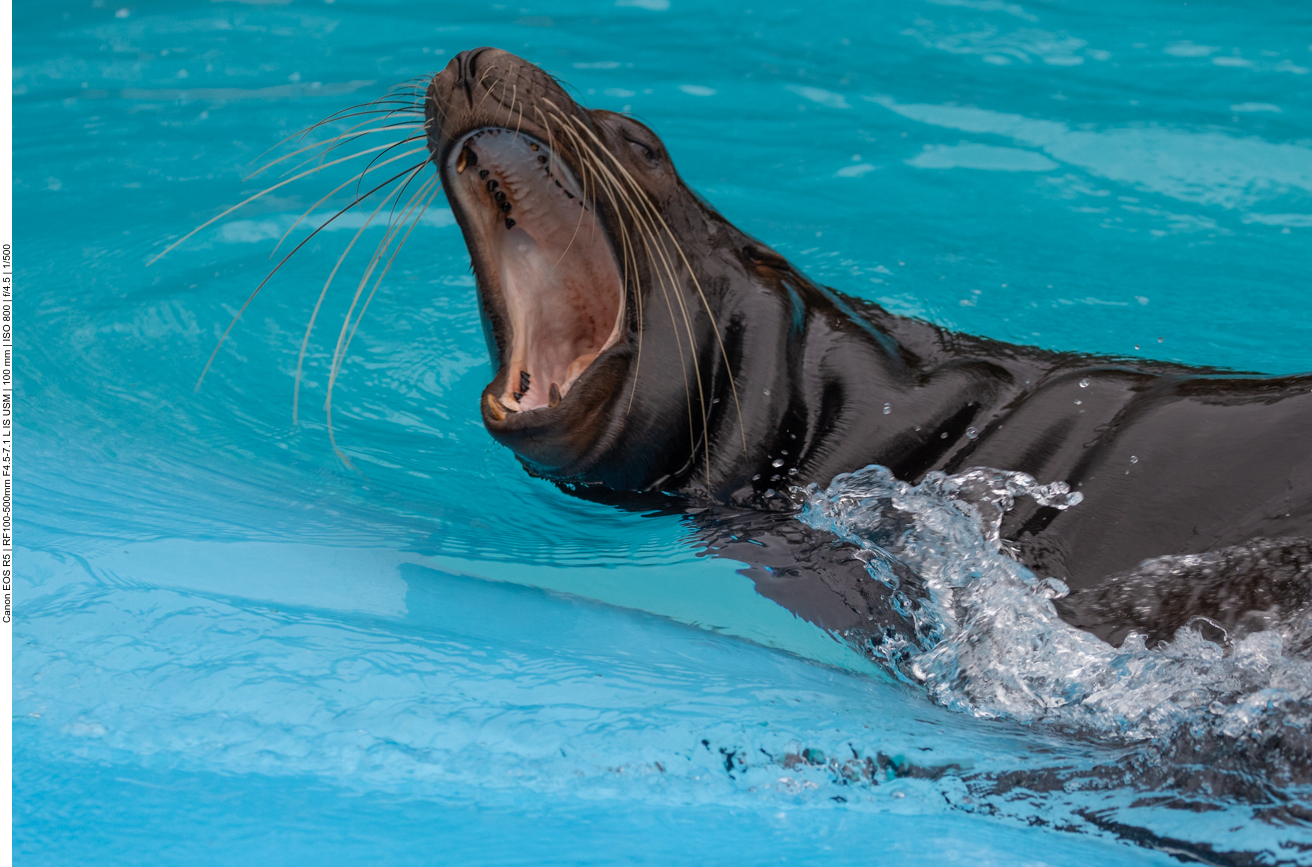 Kalifornischer Seelöwe