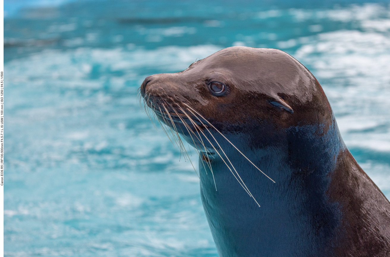 Kalifornischer Seelöwe