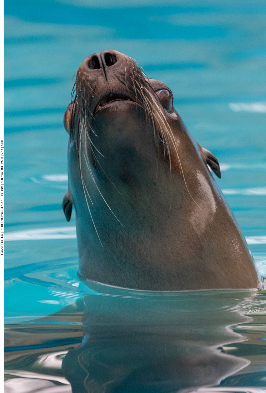 Kalifornischer Seelöwe