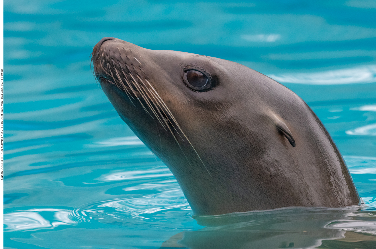 Kalifornischer Seelöwe