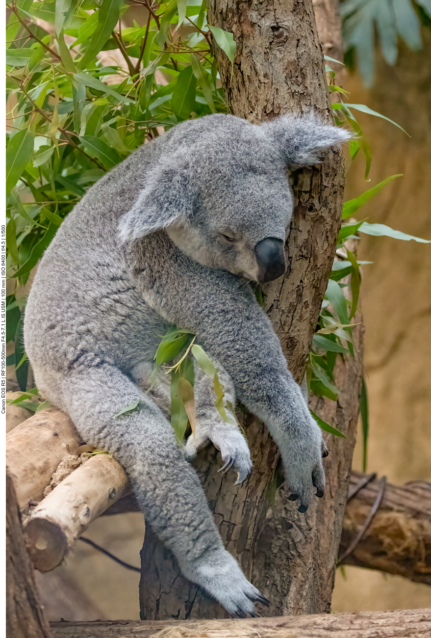 Koala