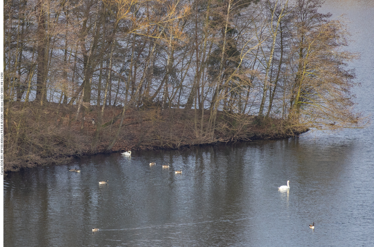 Wasservögel auf dem Wildförstersee