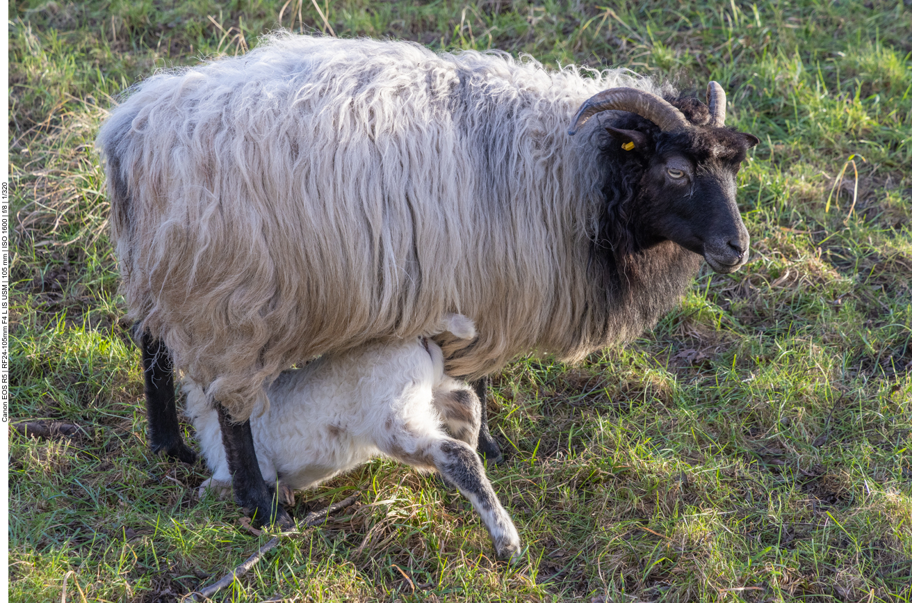 Säugende Schafmutter
