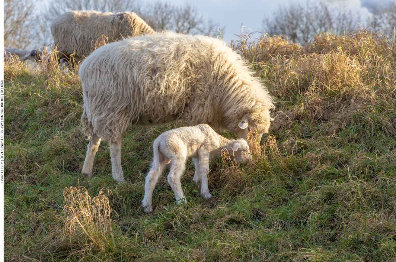 Noch ein Schaf mit Lamm