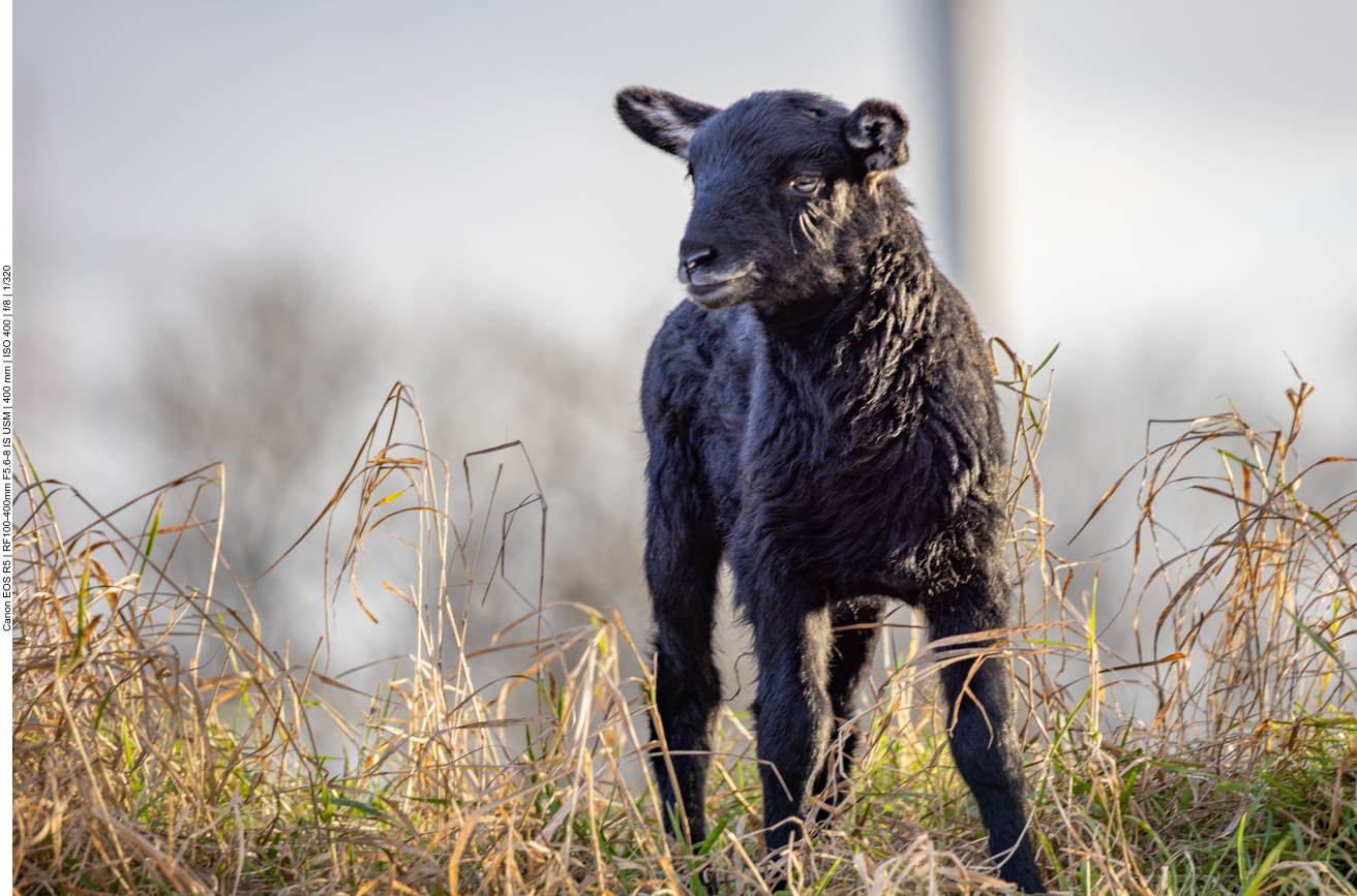 Das schwarze Schaf der Familie ;-)