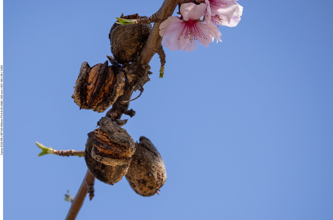 An einem Baum sind sogar noch Mandeln zu finden