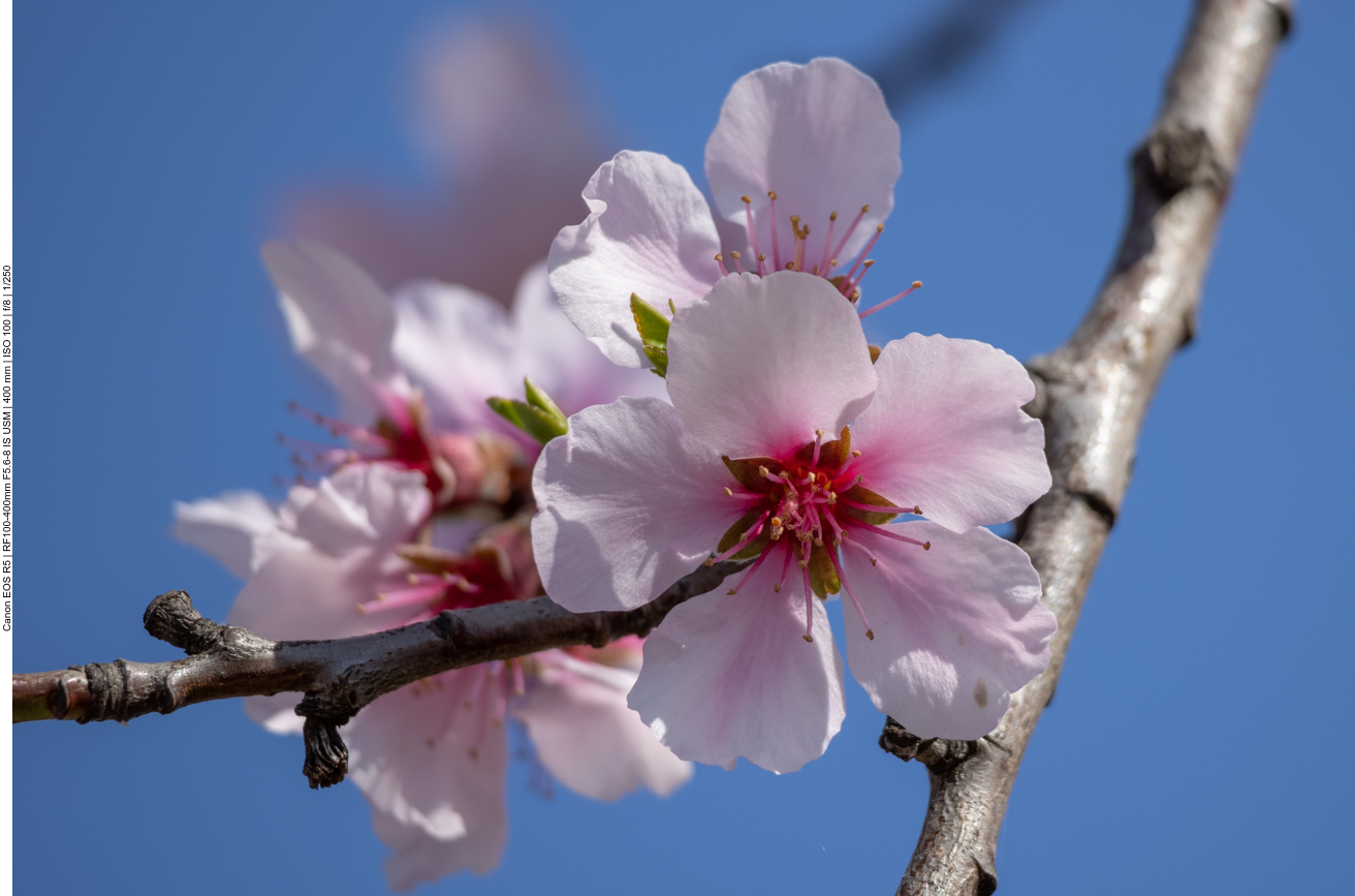 Mandelblüte