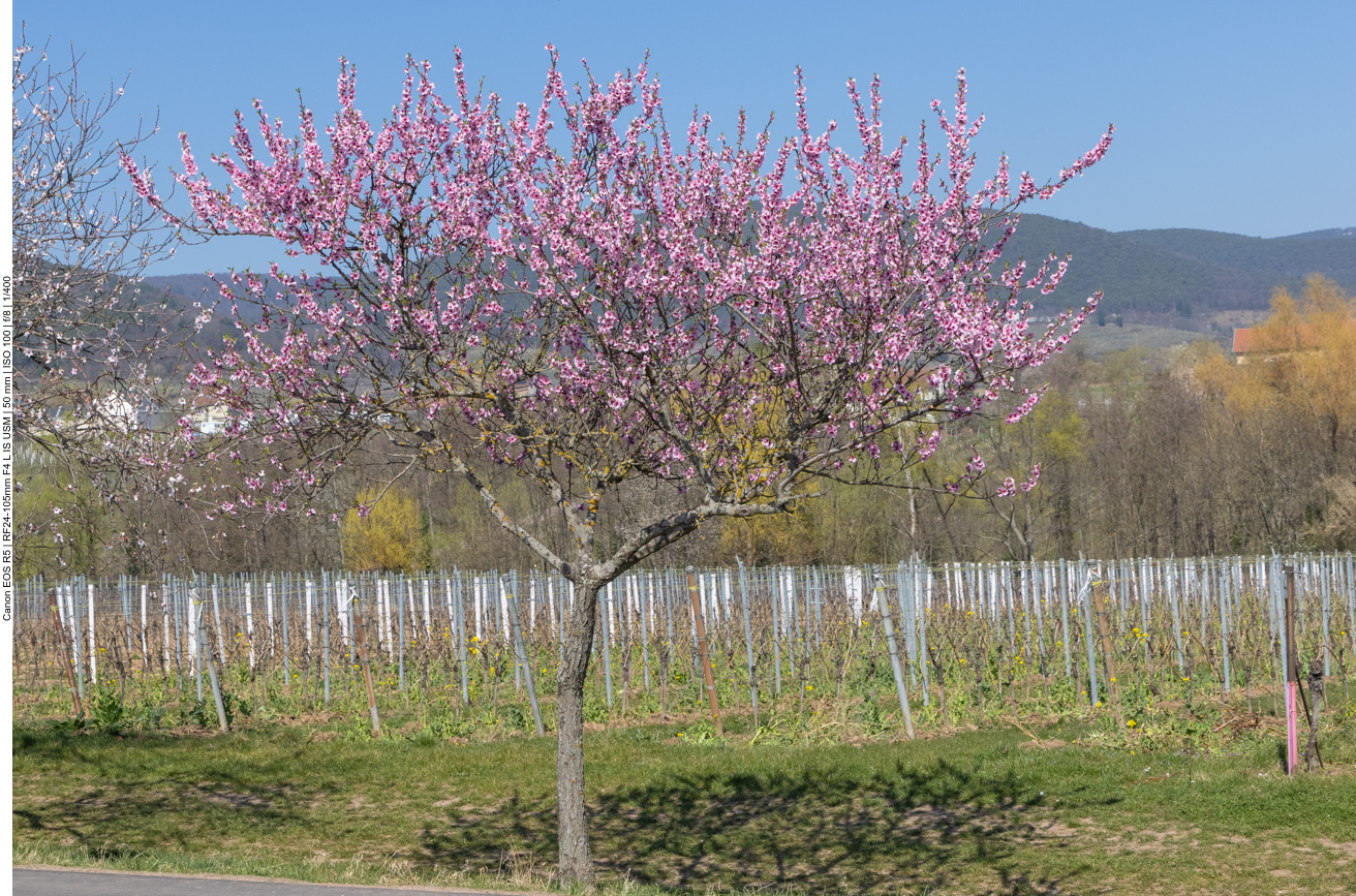Überall blühende Mandelbäume