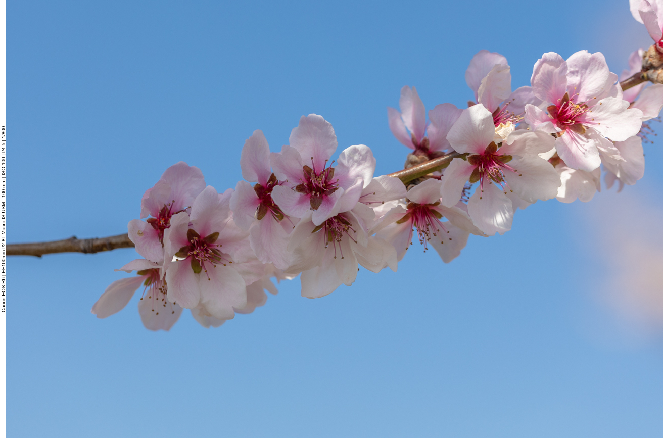 Mandelblüten