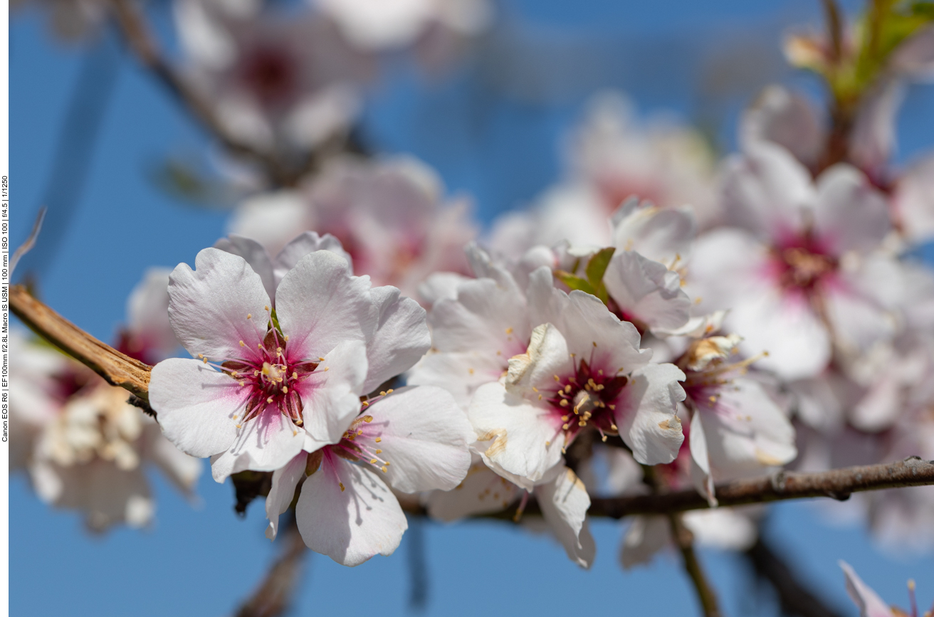 Mandelblüten