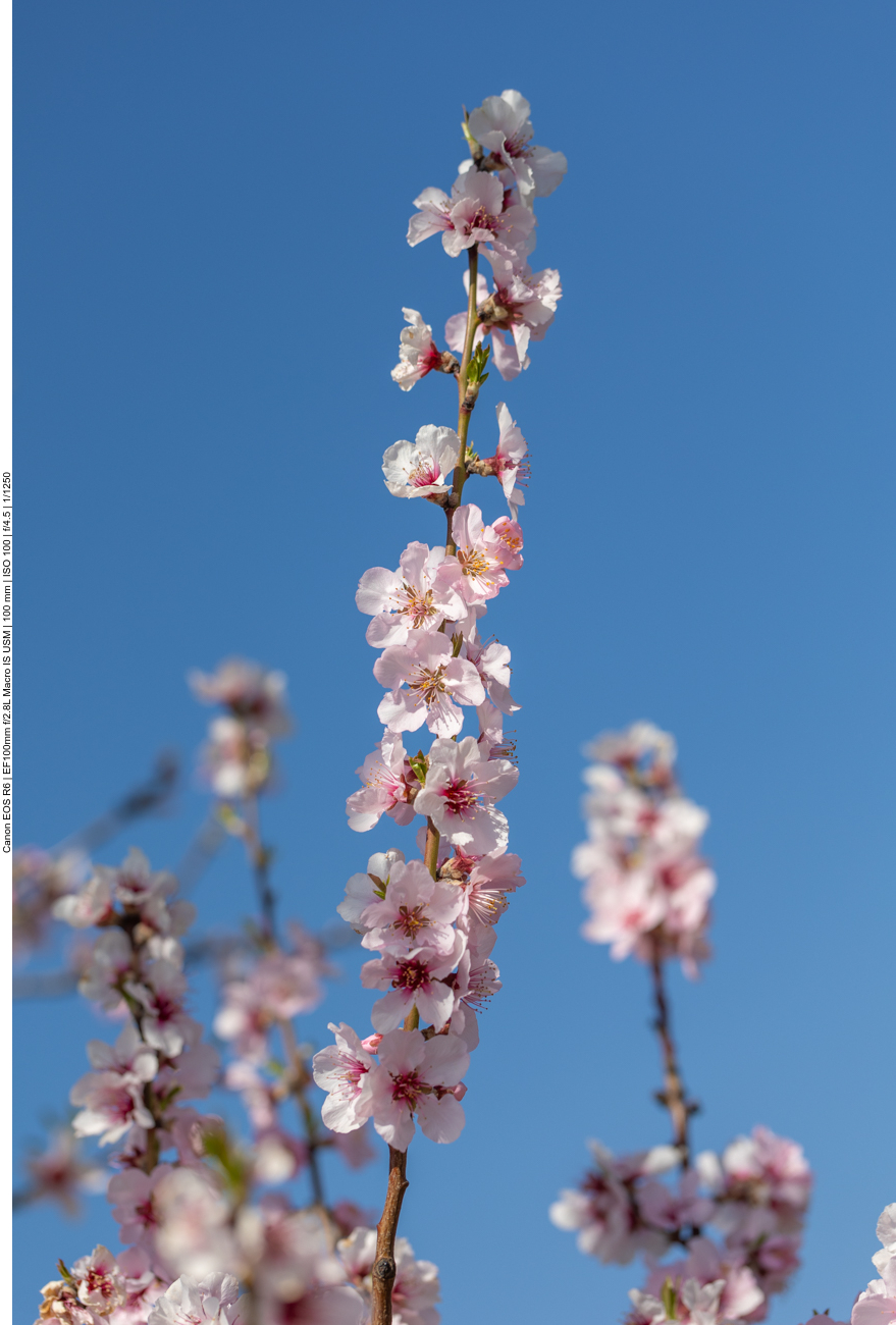 Mandelblüten