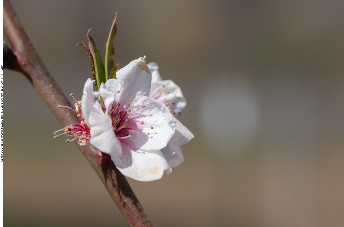 Mandelblüte