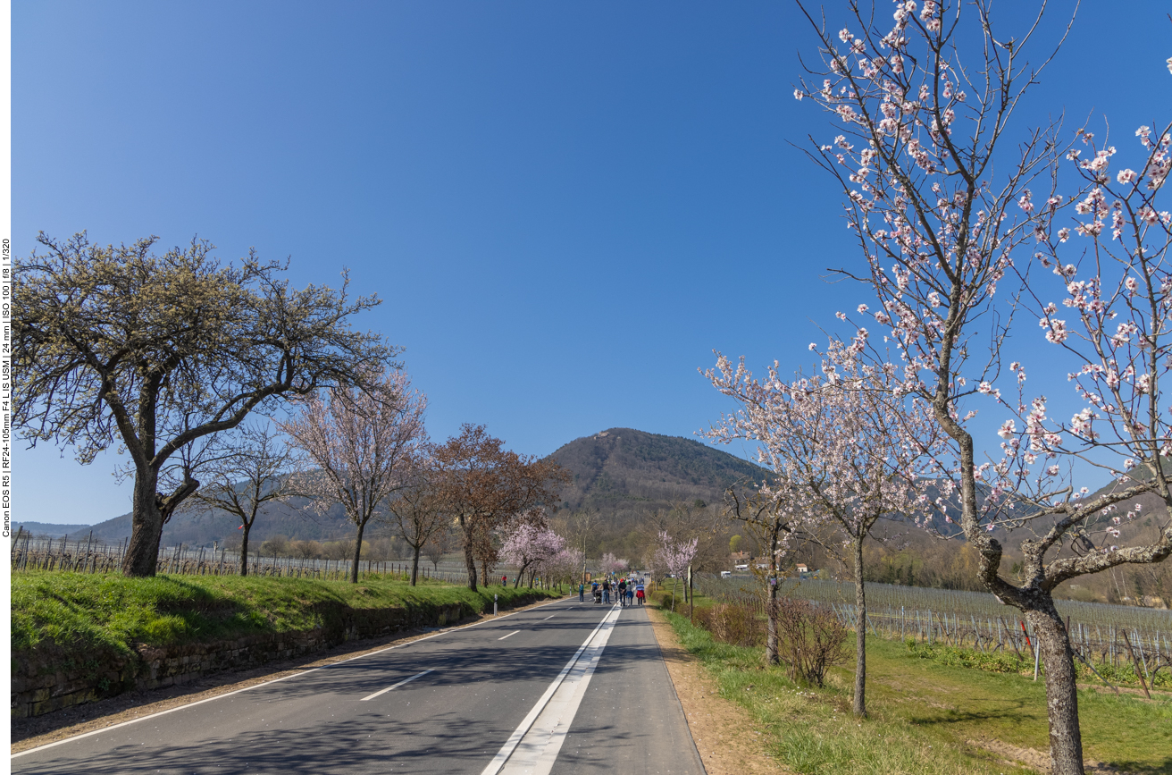 Für das Mandelblütenfest gesperrte Straße