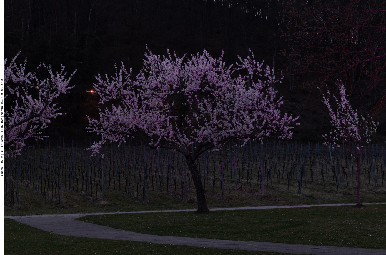 Blühender Mandelbaum bei Dunkelheit