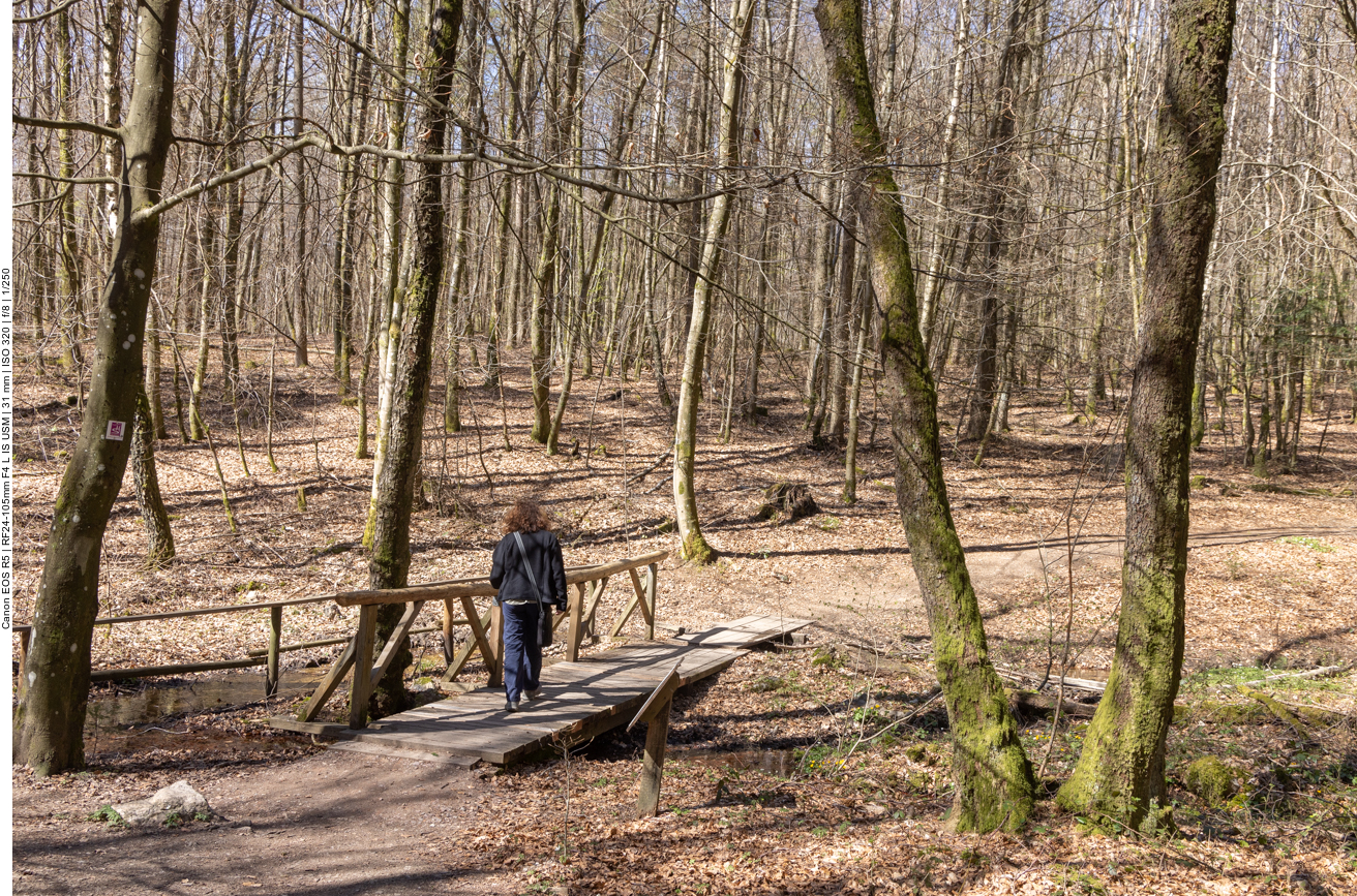 Brücke im Wald