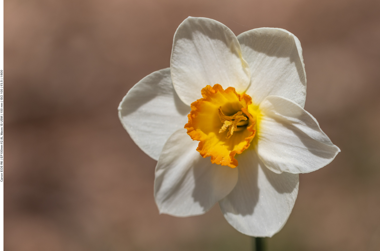 Tazetta Narzisse [Narzissus tazetta]