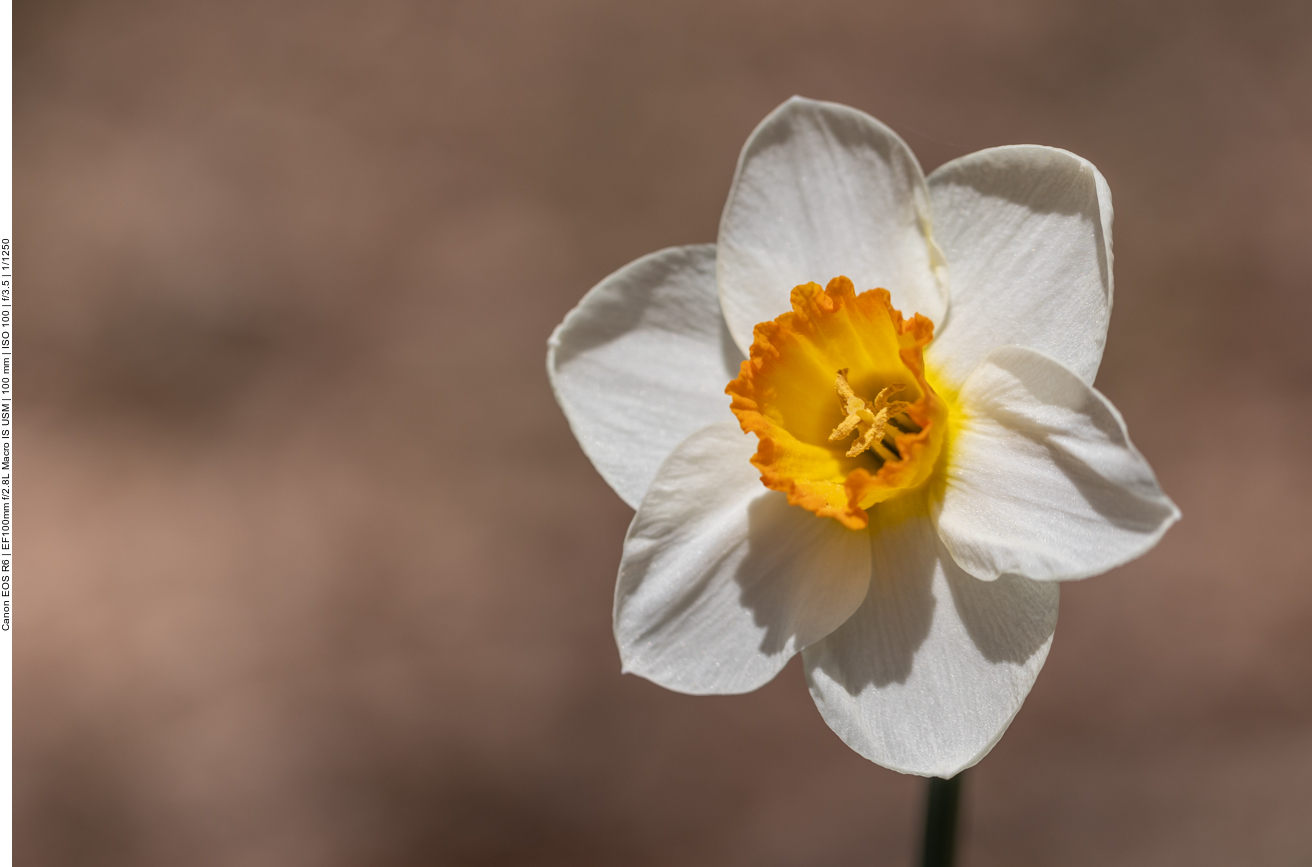 Tazetta Narzisse [<em>Narzissus tazetta</em>]