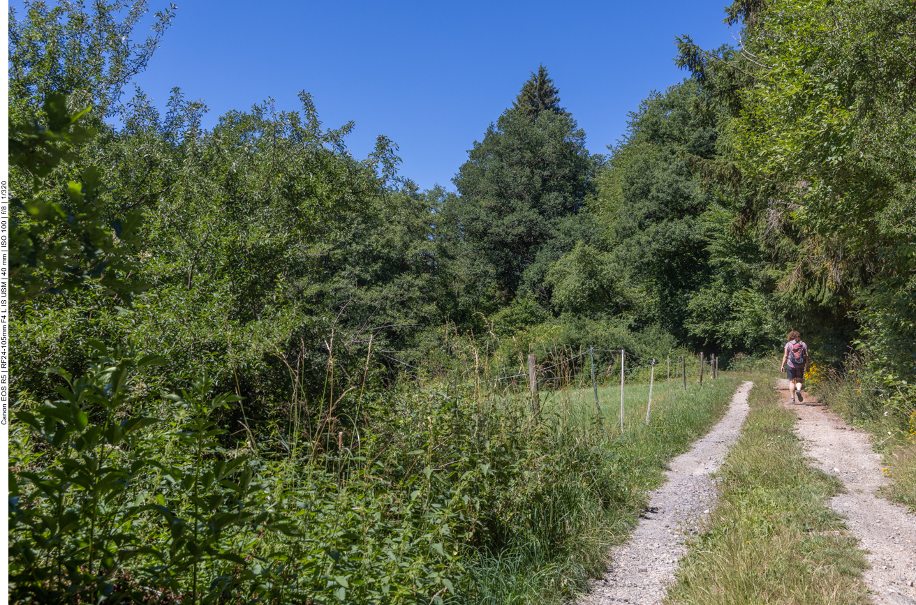 Sonniger Weg am Waldrand