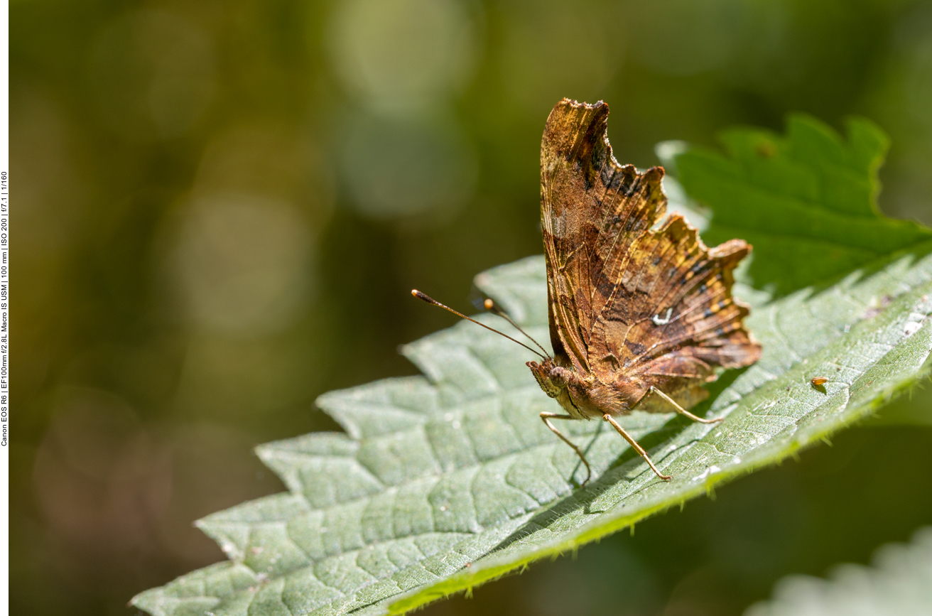Viele Schmetterlinge schwirren um uns herum