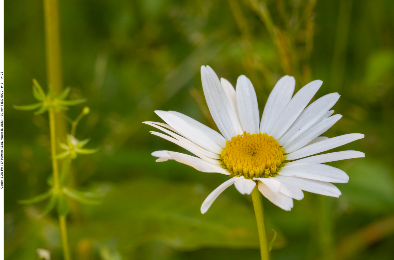 Gewöhnliche Margerite [Leucanthemum vulgare]