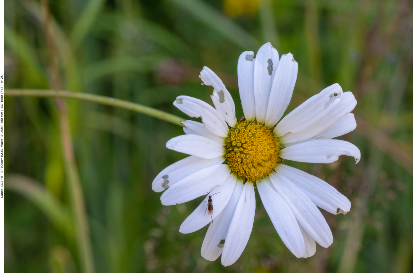 Gewöhnliche Margerite [Leucanthemum vulgare], schon etwas mitgenommen