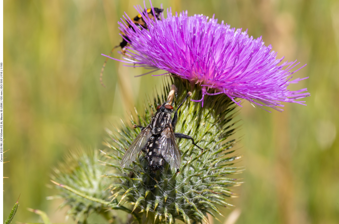 Fliege auf Gemeiner Kratzdistel [Cirsium vulgare]