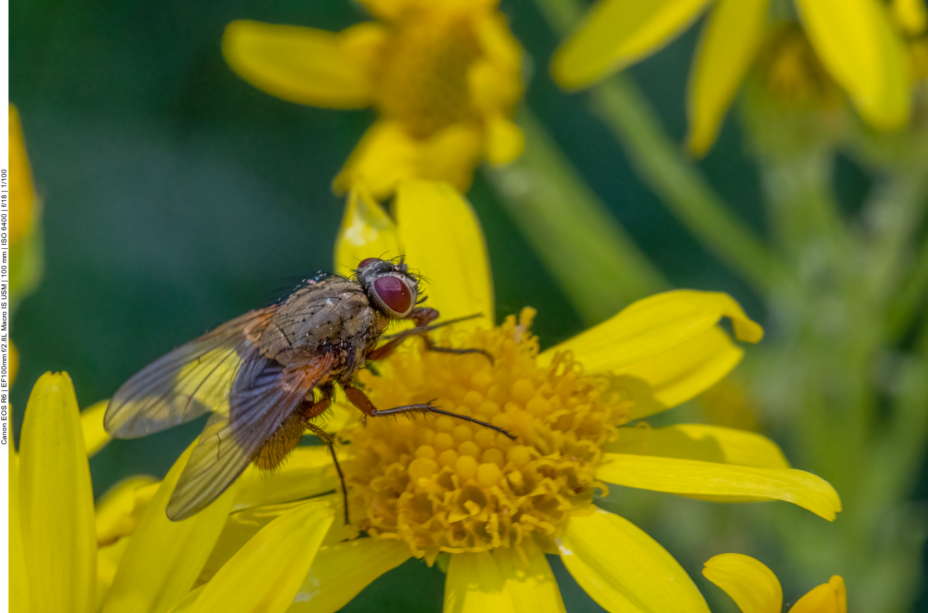 Fliege auf Felsen-Greiskraut [Senecio squalidus]
