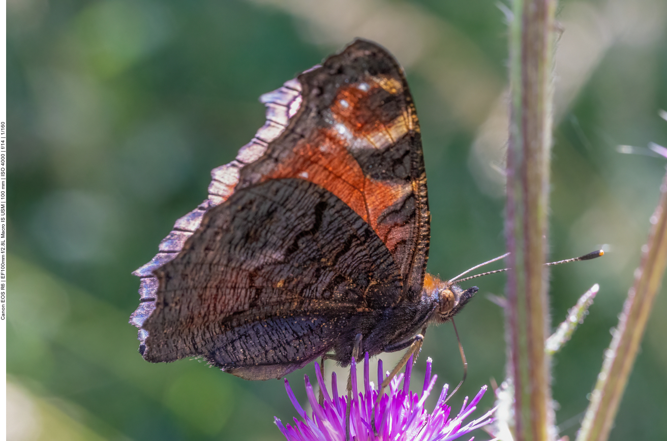 Schmetterling