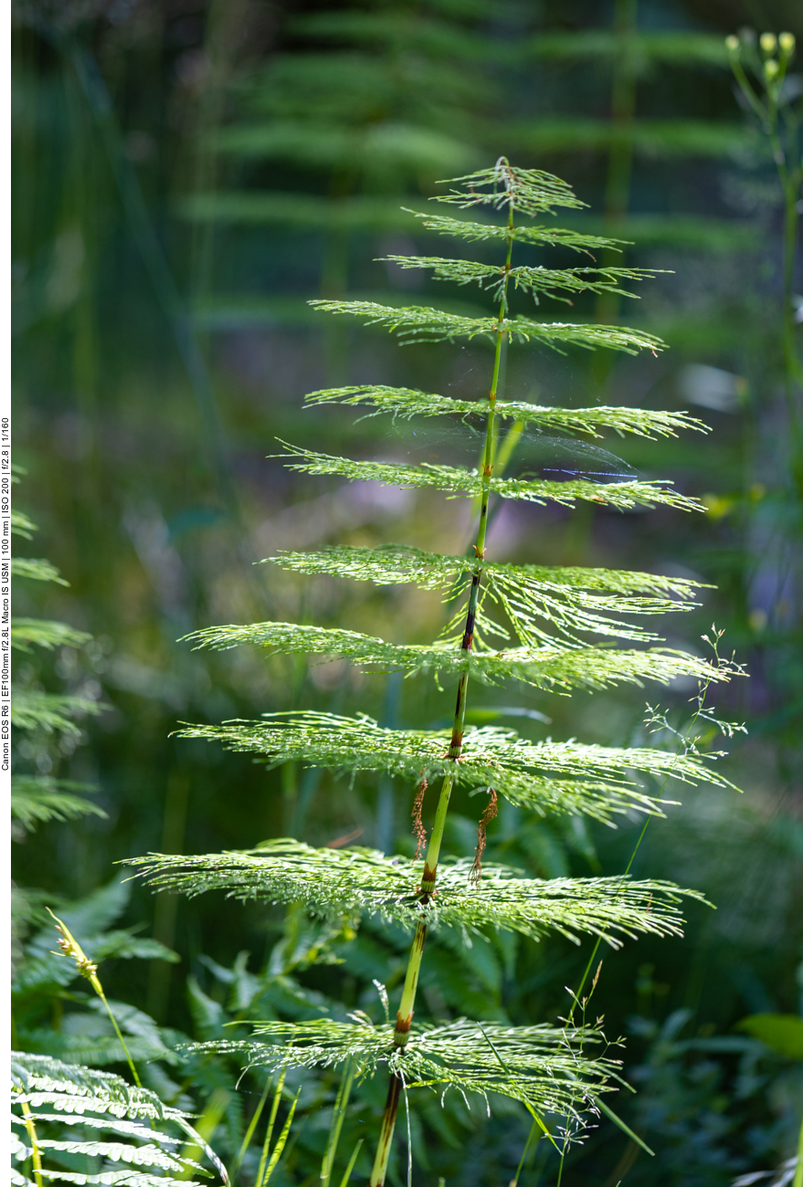 Farnartiges Gewächs