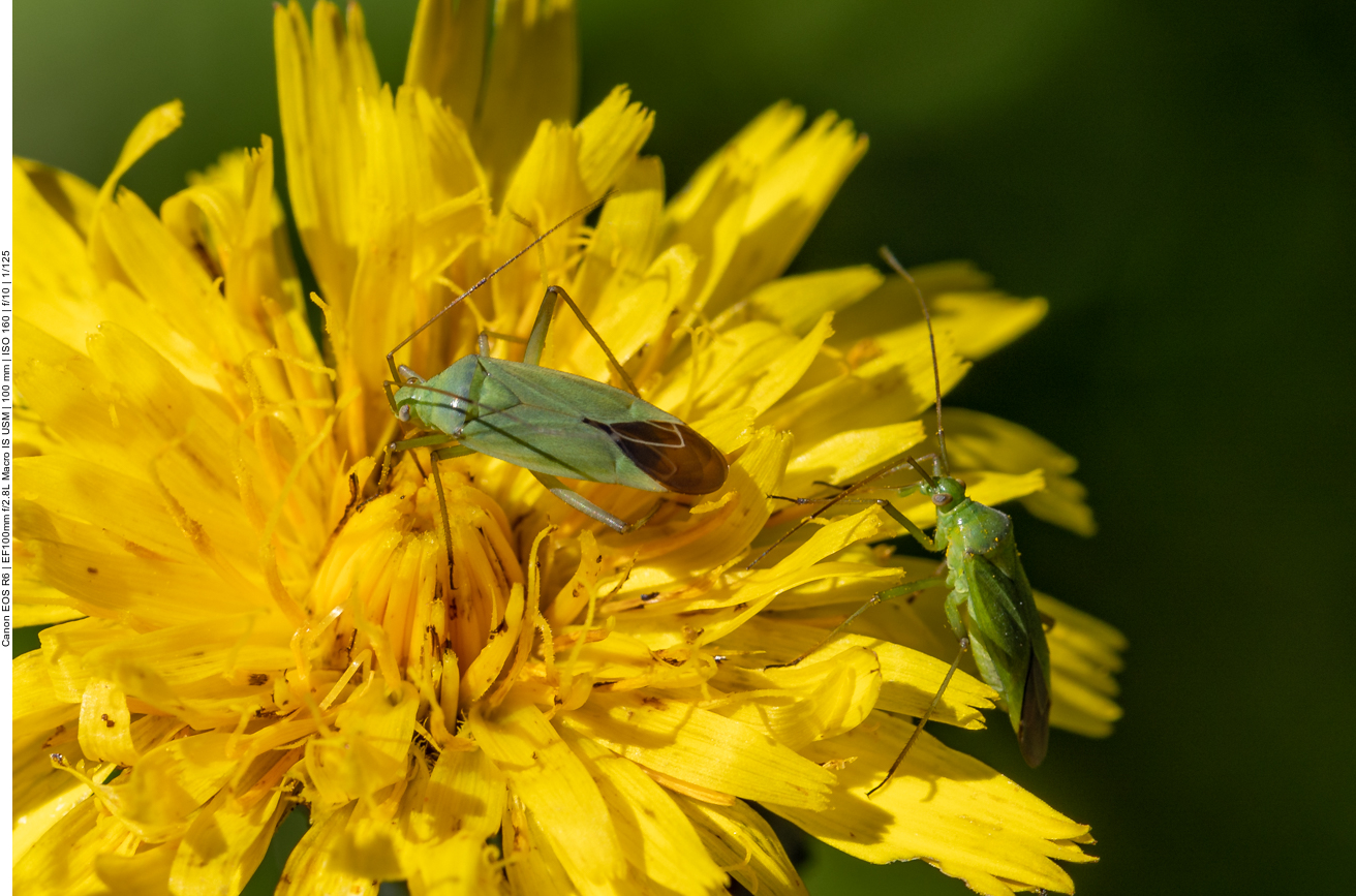 Insekten auf Blume