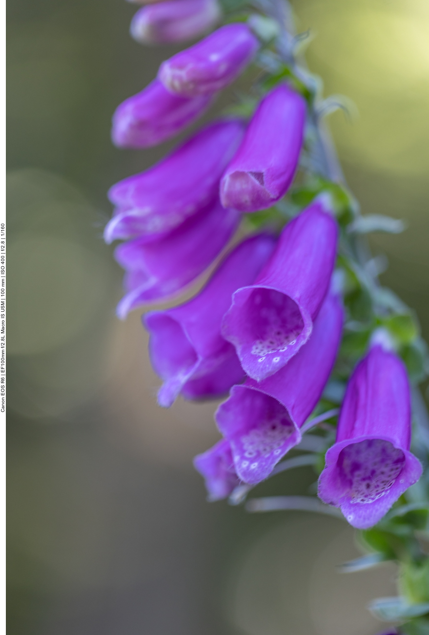 Roter Fingerhut [Digitalis purpurea]