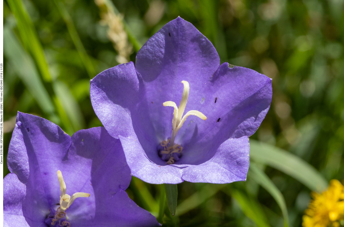 Waldglockenblume [Campanula persicifolia]