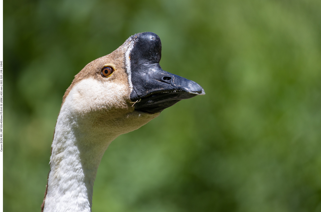 Höckergans, domstizierte Form der Schwanengans 