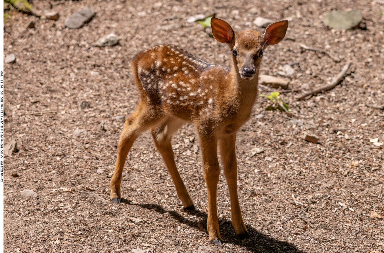 Dybowskiwild [Cervus nippon hortulorum]
