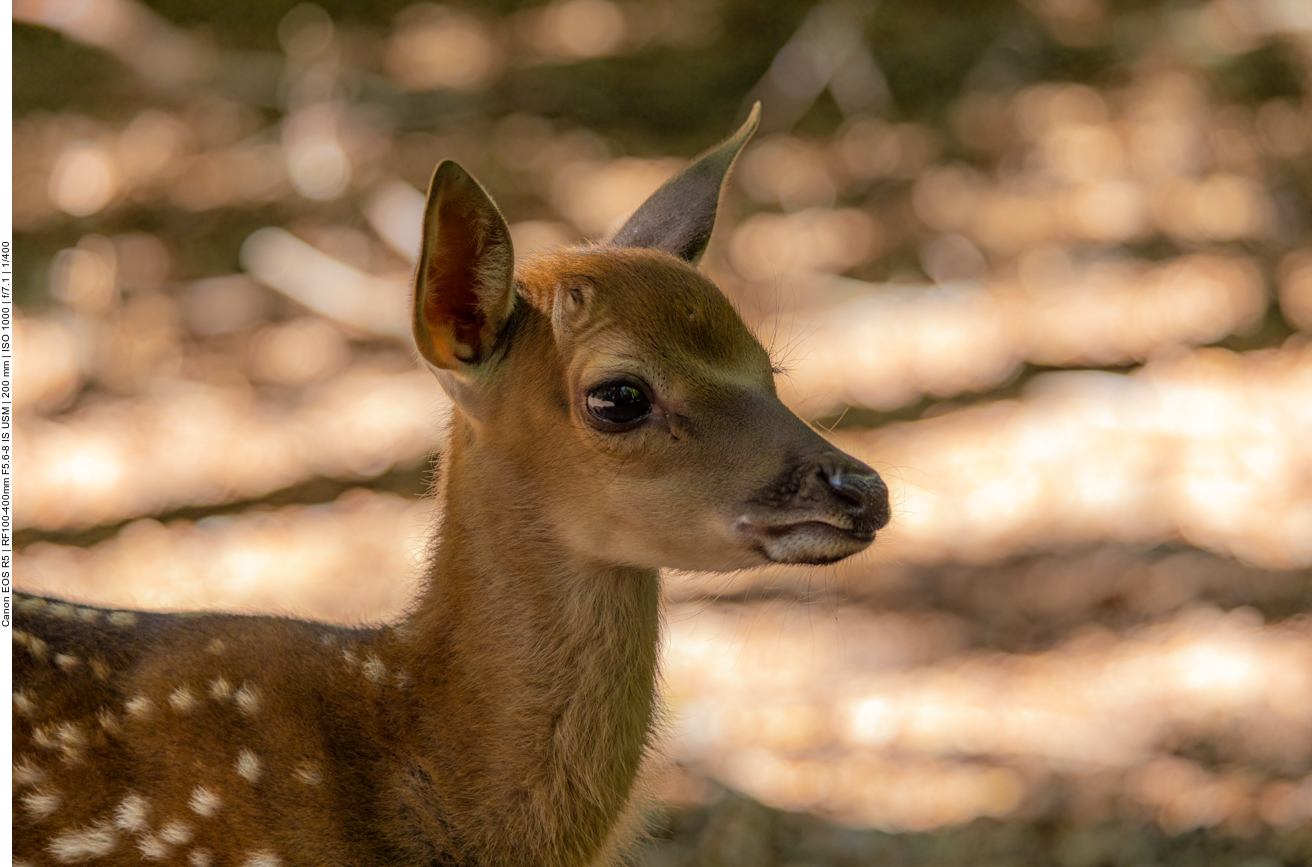Dybowskiwild [Cervus nippon hortulorum]