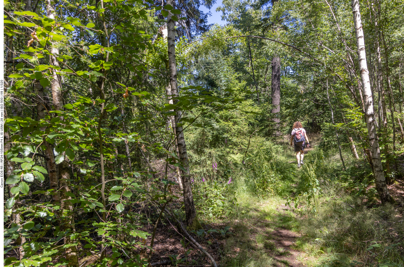 Dichter Waldpfad ...