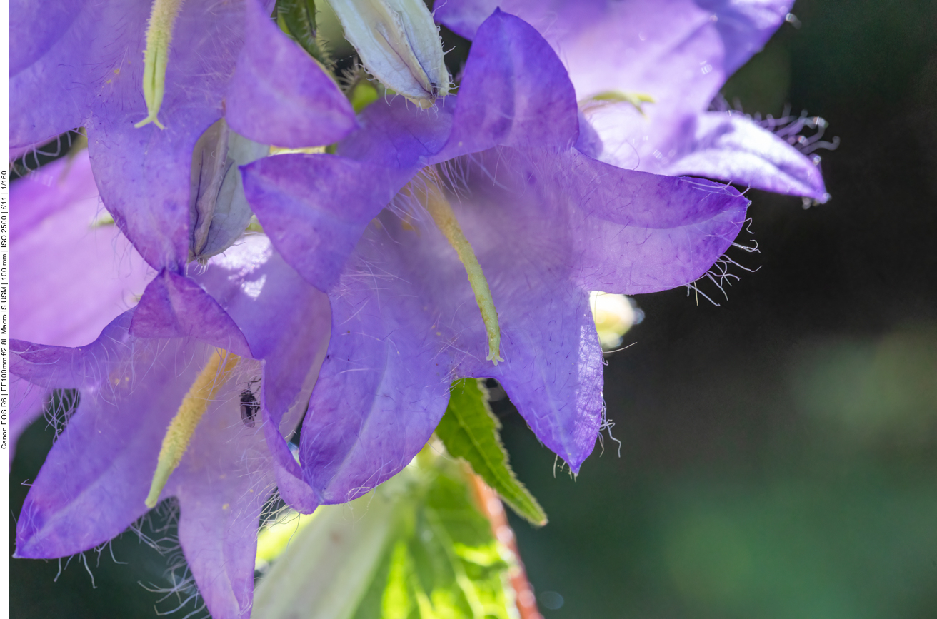 Campanula trachelium
