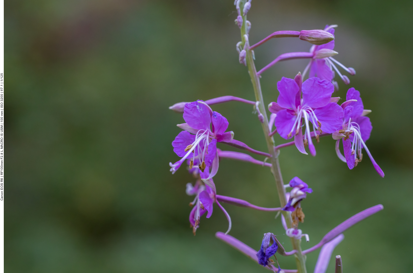 Schmalblättriges Weidenröschen [Epilobium angustifolium]