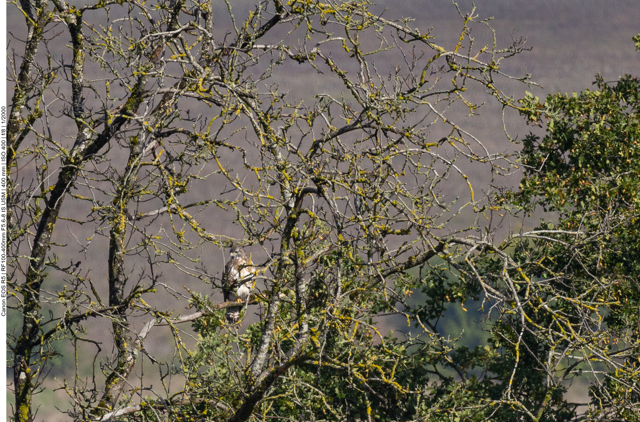 Mäusebussard im Geäst
