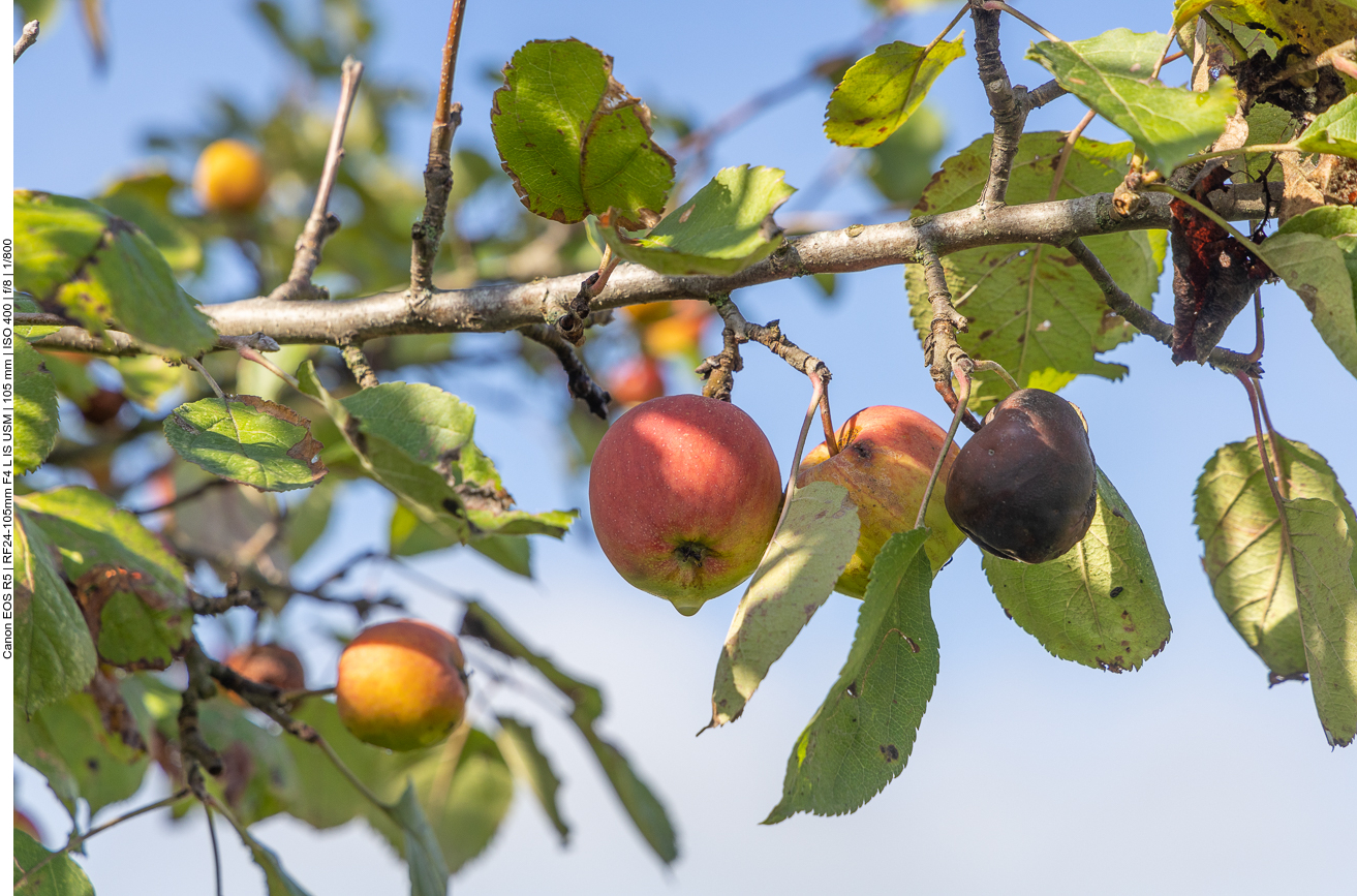 Die Äpfel sind langsam reif