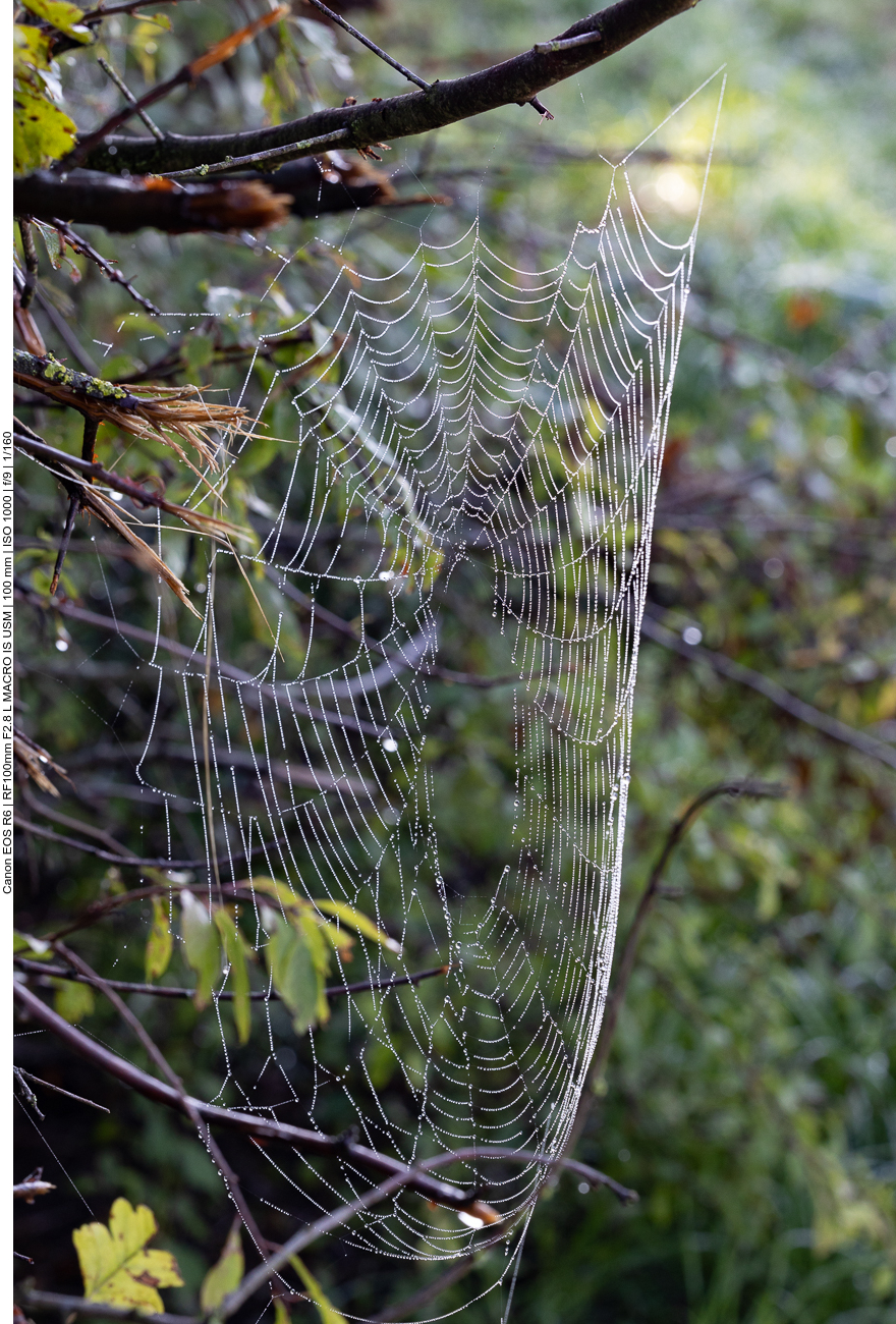 Spinnennetz ...