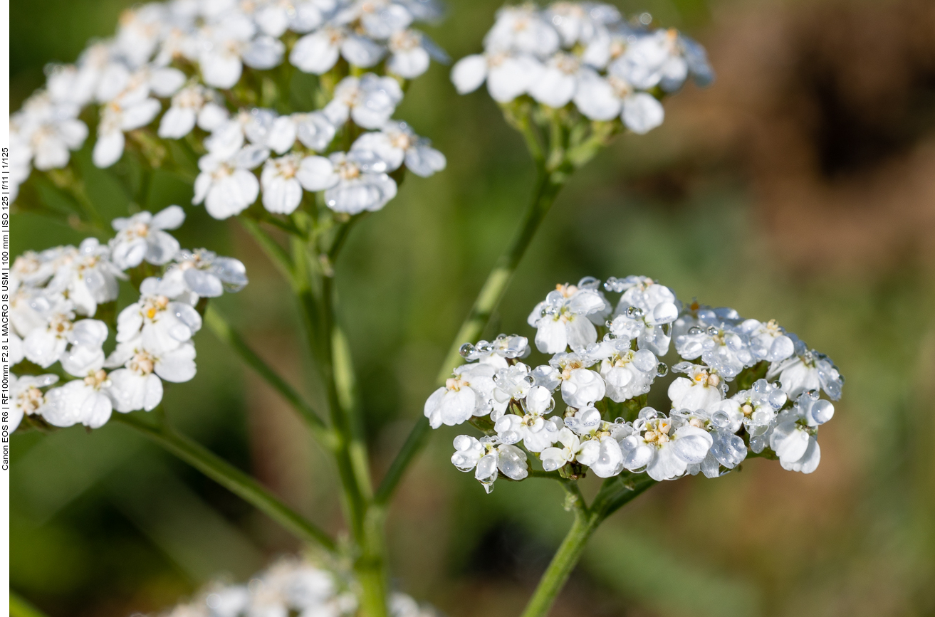 Schafgarbe [Achillea millefolium]