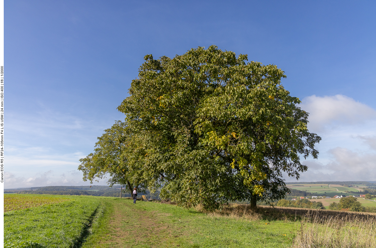 Sinnenbank unter einem Walnussbaum