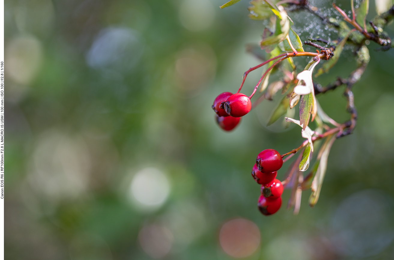 Eingriffliger Weißdorn [Crataegus monogyna]