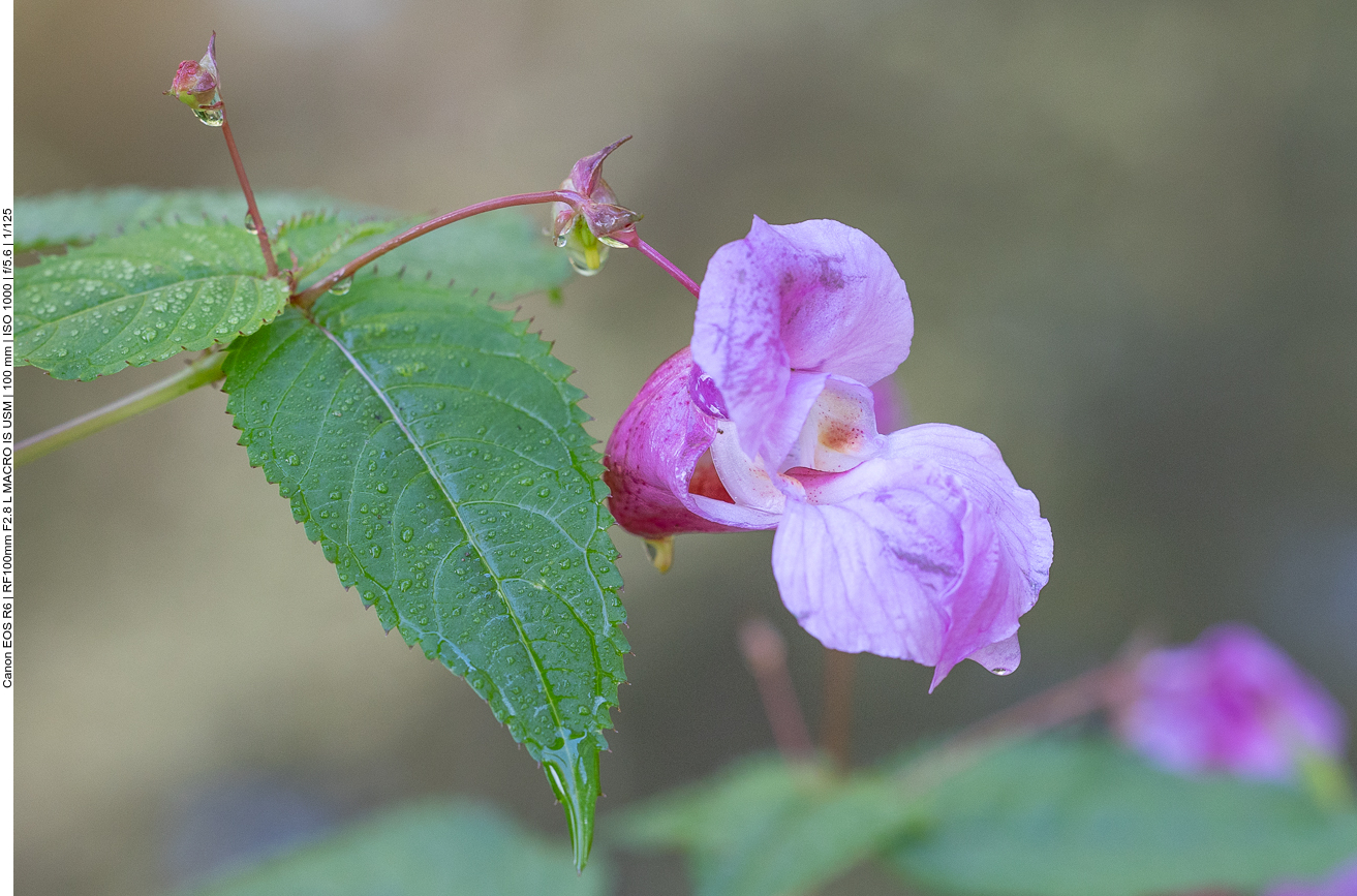 Drüsentragendes Springkraut [Impatiens glandulifera]