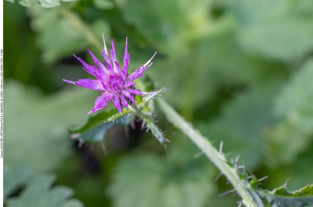 Sumpf-Kratzdistel [Cirsium palustre]