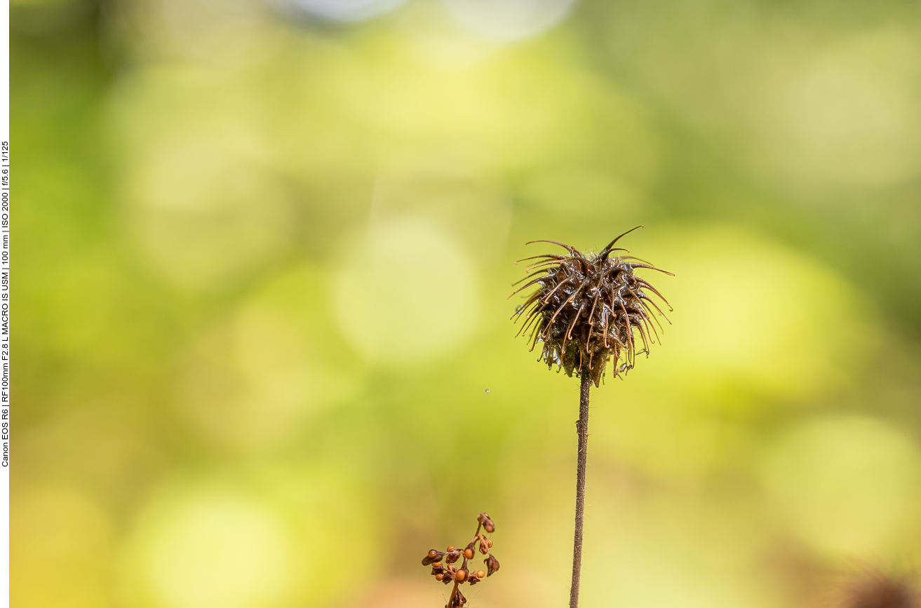 Benediktenkraut [Geum urbanum]