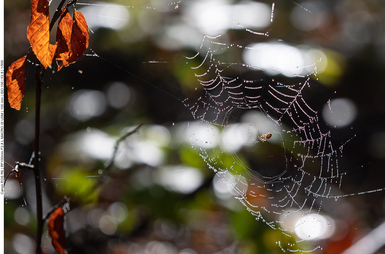 Spinne in ihrem Netz