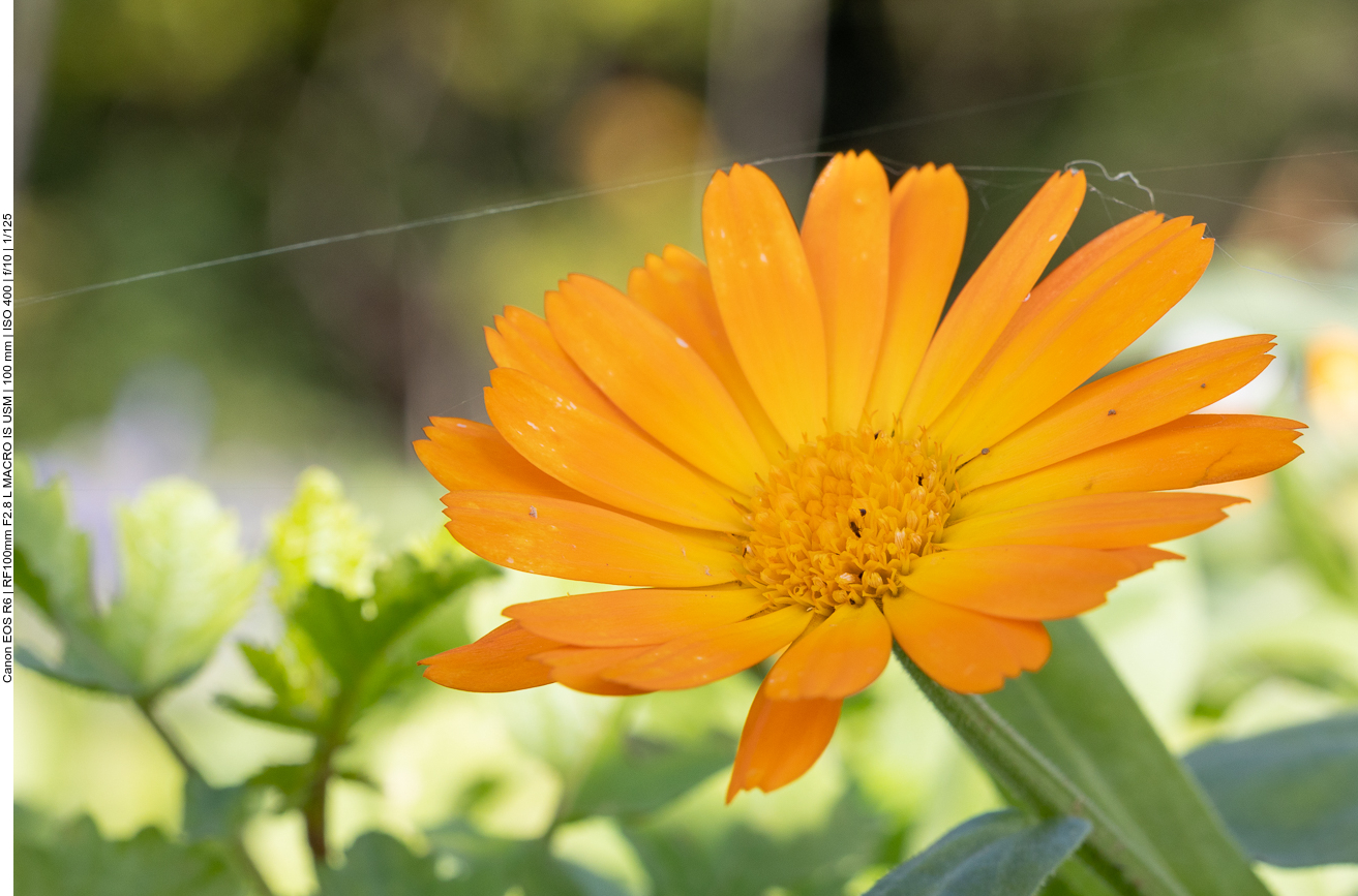 Ringelblume [Calendula officinalis]