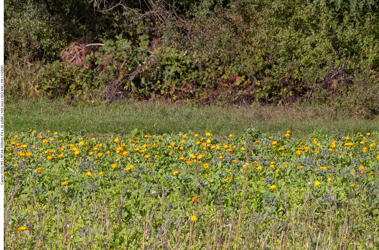 Feld mit Ringelblumen und anderen blühenden Pflanzen